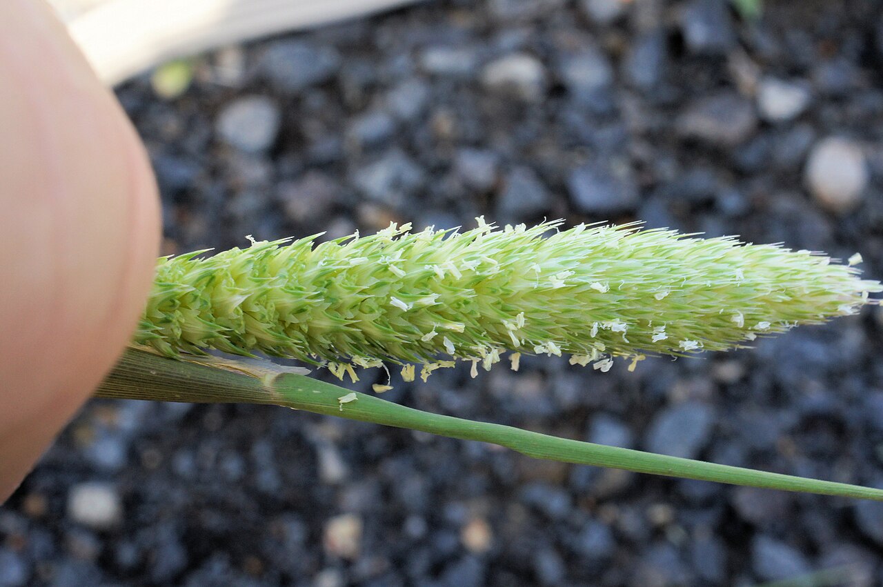 Hood canarygrass: Flowerheads are dense panicles 2-9 cm long; usually partly enclosed in the leaf sheath.