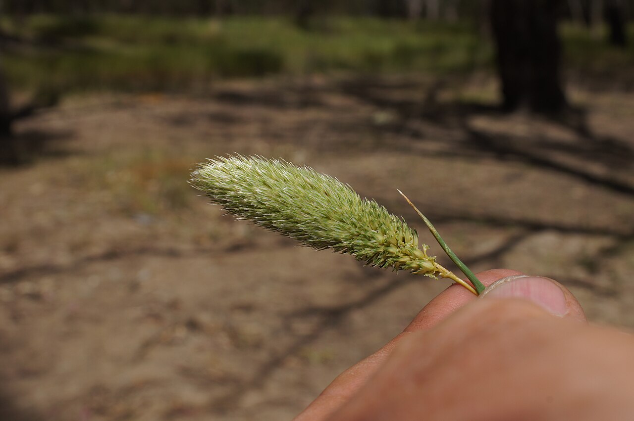 Hood canarygrass: Flowerheads are dense panicles 2-9 cm long and partly enclosed in the sheath. Spikelets are arranged in groups of 7, usually with 6 sterile spikelets clustered