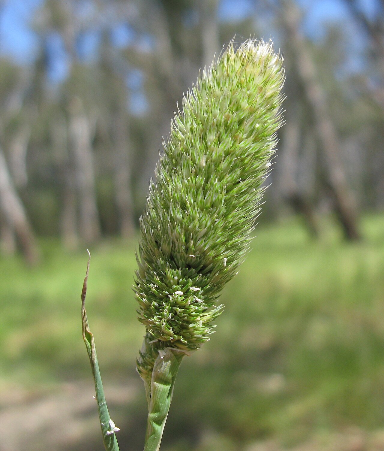 Hood canarygrass: Phalaris paradoxa