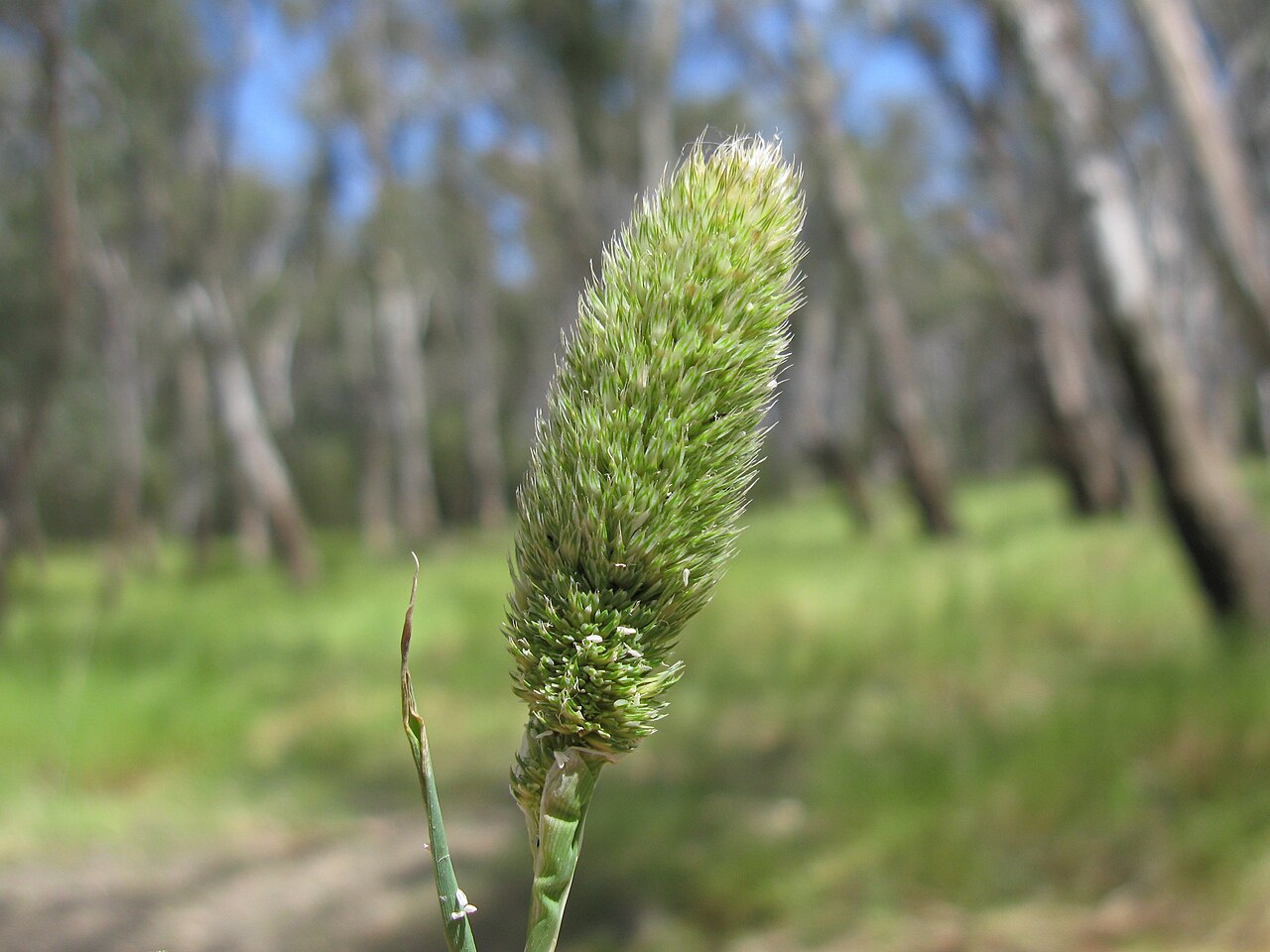 Hood canarygrass: Flowerheads are dense panicles 2-9 cm long and partly enclosed in the sheath. Spikelets are arranged in groups of 7, usually with 6 sterile spikelets clustered