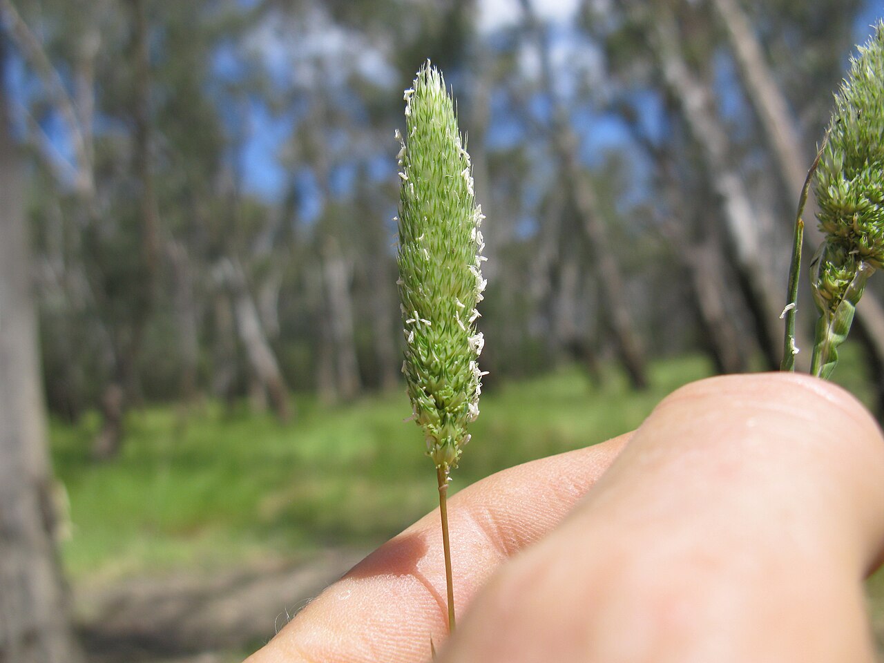 Hood canarygrass: Flowerheads are dense panicles 2-9 cm long and partly enclosed in the sheath. Spikelets are arranged in groups of 7, usually with 6 sterile spikelets clustered