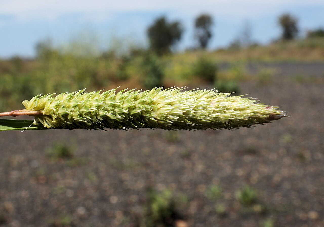 Hood canarygrass: Flowerheads are dense panicles 2-9 cm long; usually partly enclosed in the leaf sheath.