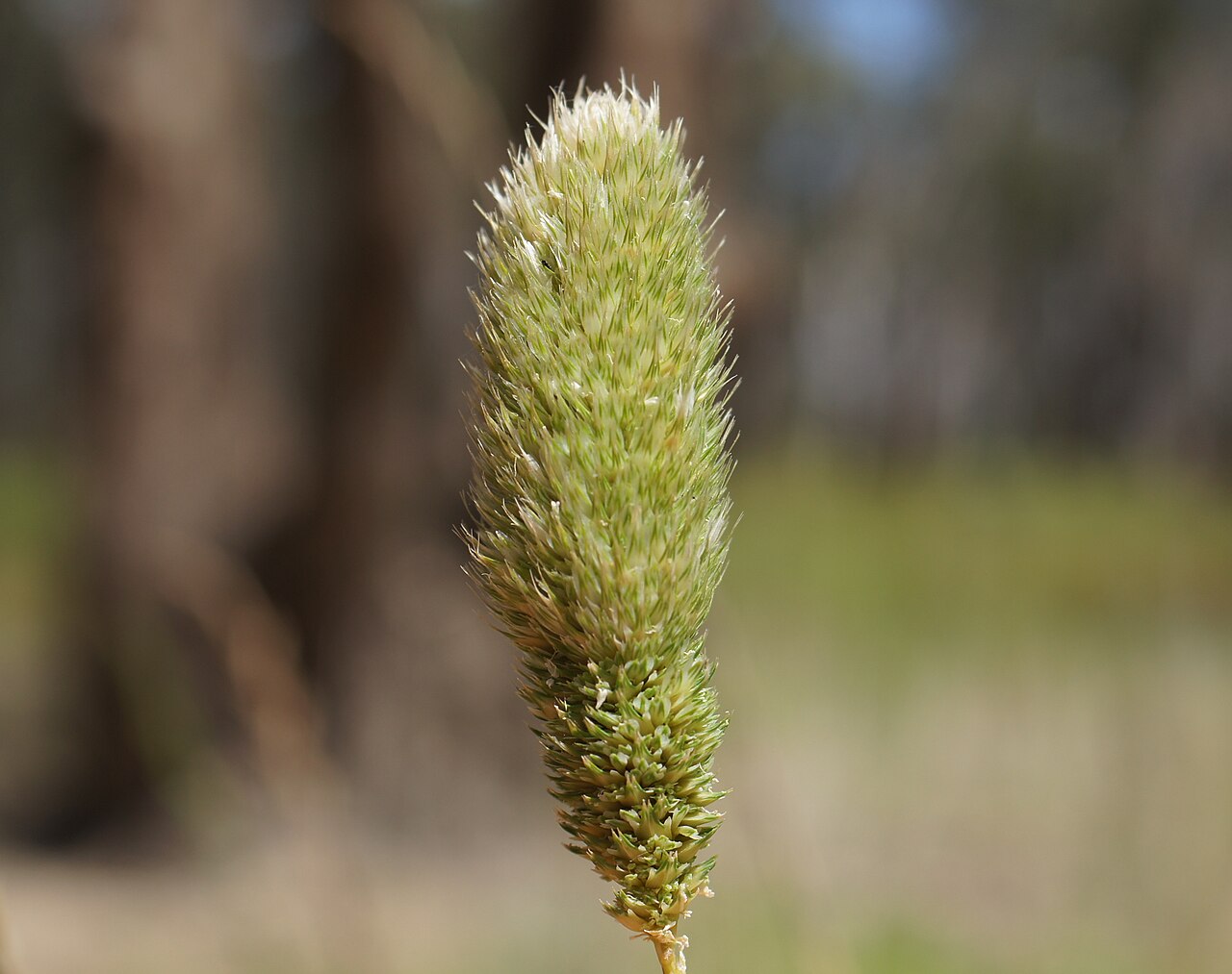 Hood canarygrass: Flowerheads are dense panicles 2-9 cm long and partly enclosed in the sheath. Spikelets are arranged in groups of 7, usually with 6 sterile spikelets clustered