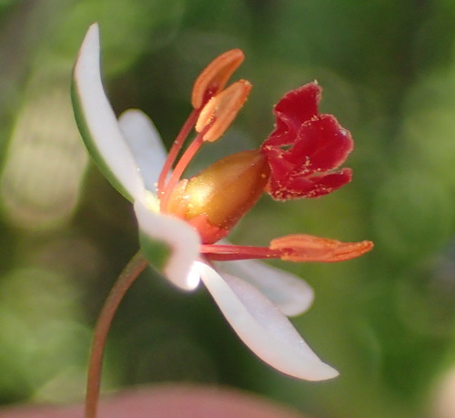 Pharnaceum confertum (Pharnaceum confertum)