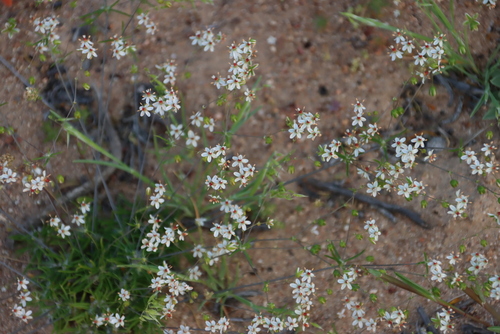 Pharnaceum confertum (Pharnaceum confertum)