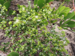 Pharnaceum microphyllum (Pharnaceum microphyllum)