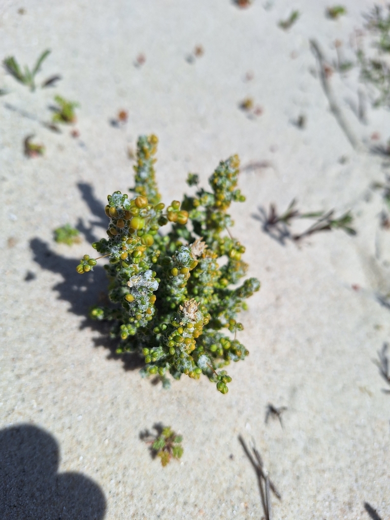 Pharnaceum microphyllum (Pharnaceum microphyllum)