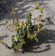 Pharnaceum microphyllum (Pharnaceum microphyllum)