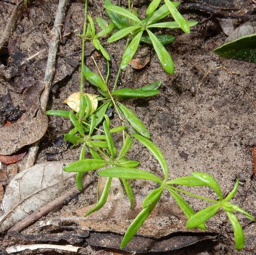 Pharnaceum thunbergii (Pharnaceum thunbergii)