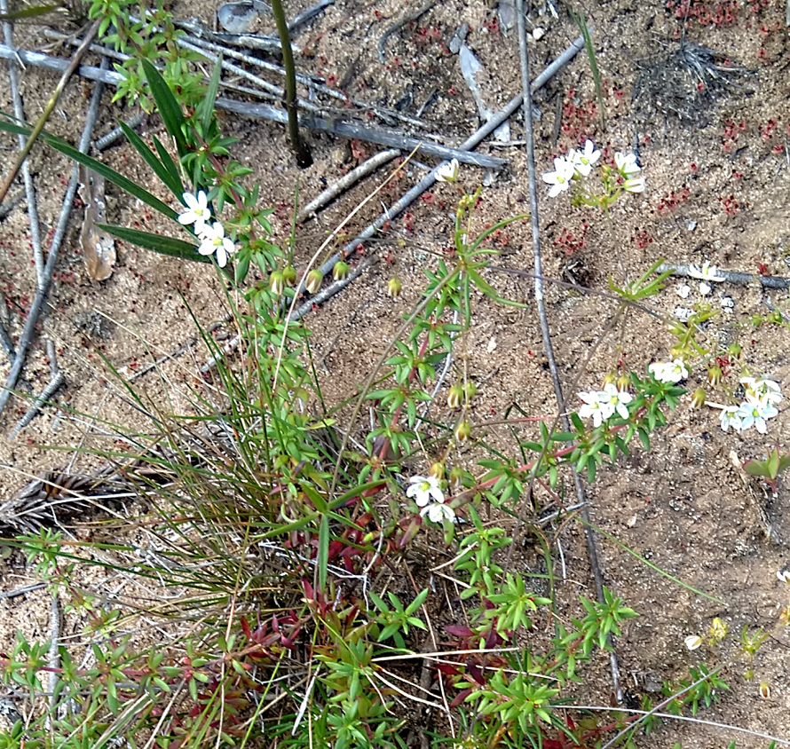 Pharnaceum thunbergii (Pharnaceum thunbergii)