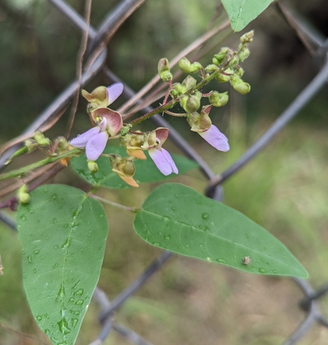 Sieva bean (Phaseolus lunatus)