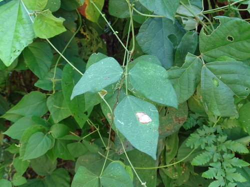 Sieva bean (Phaseolus lunatus)