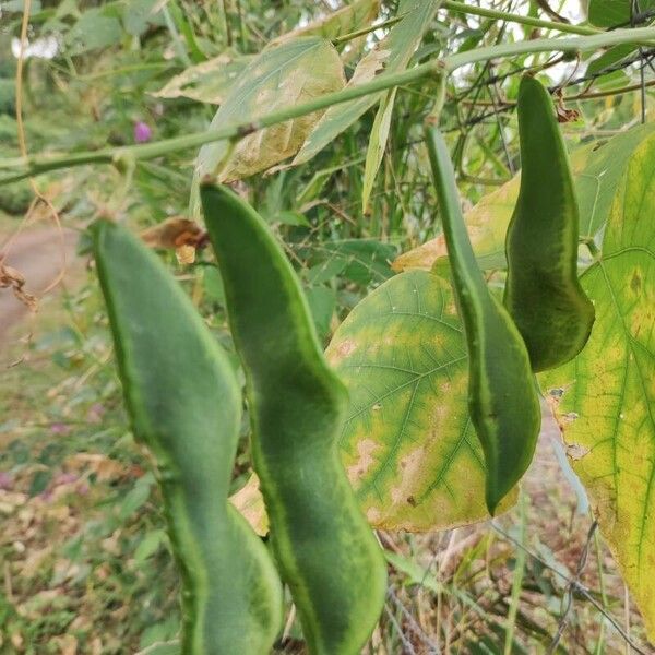 Sieva bean (Phaseolus lunatus)