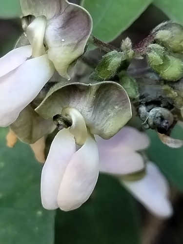 Sieva bean (Phaseolus lunatus)