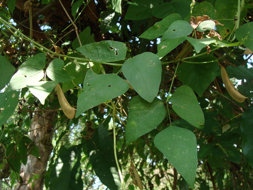 Sieva bean (Phaseolus lunatus)