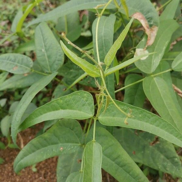 Sieva bean (Phaseolus lunatus)