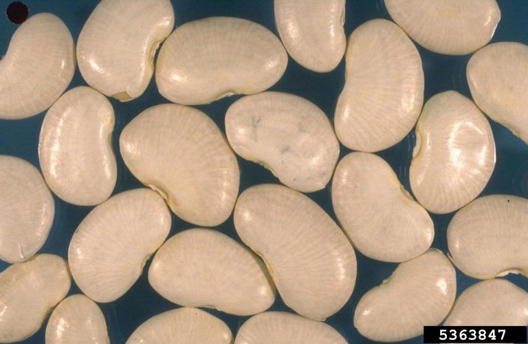 Sieva bean: Seeds of Lima beans during a seed quality inspection exercise.
