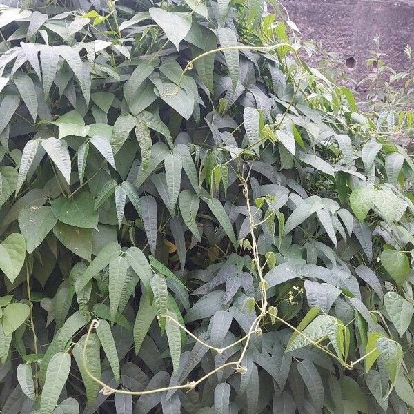 Sieva bean (Phaseolus lunatus)