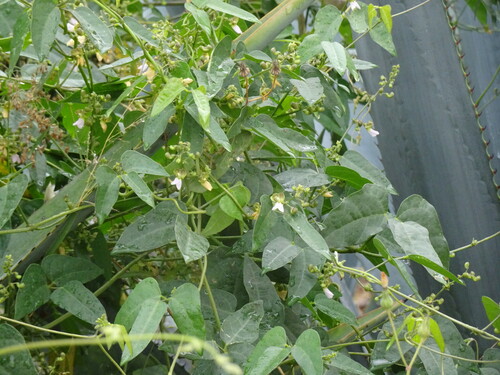 Sieva bean (Phaseolus lunatus)