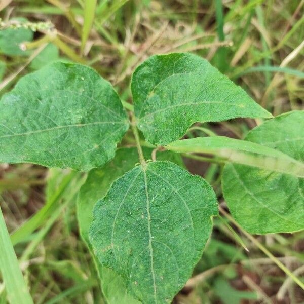 Sieva bean (Phaseolus lunatus)