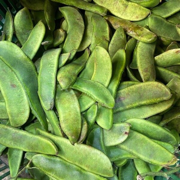 Sieva bean (Phaseolus lunatus)