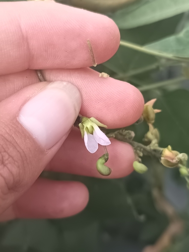 Sieva bean (Phaseolus lunatus)