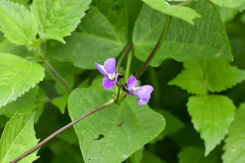 Kidney bean (Phaseolus vulgaris)