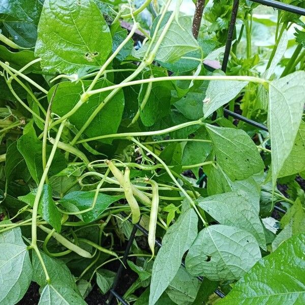 Kidney bean (Phaseolus vulgaris)