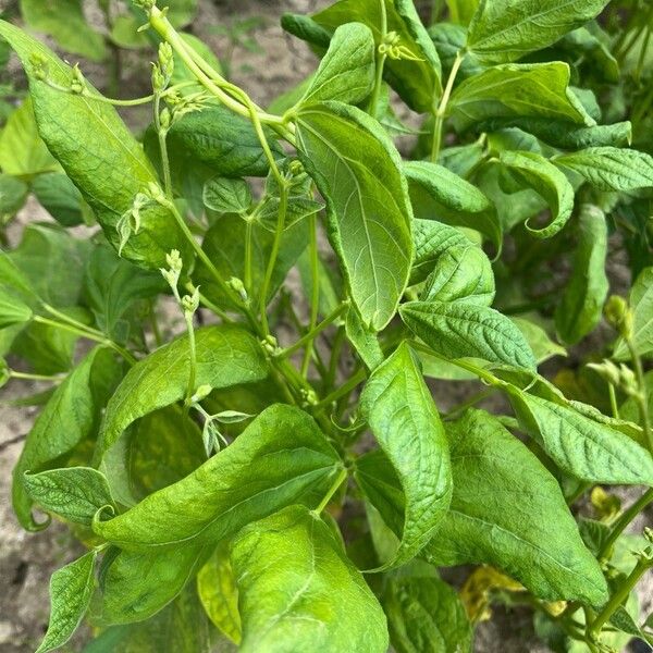 Kidney bean (Phaseolus vulgaris)
