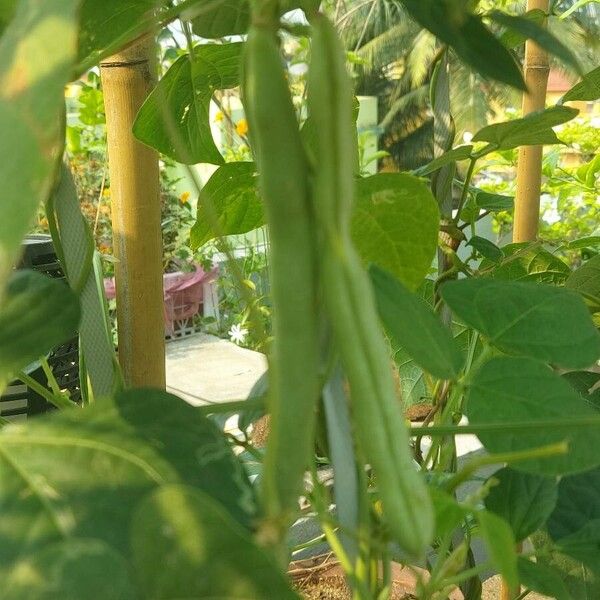 Kidney bean (Phaseolus vulgaris)