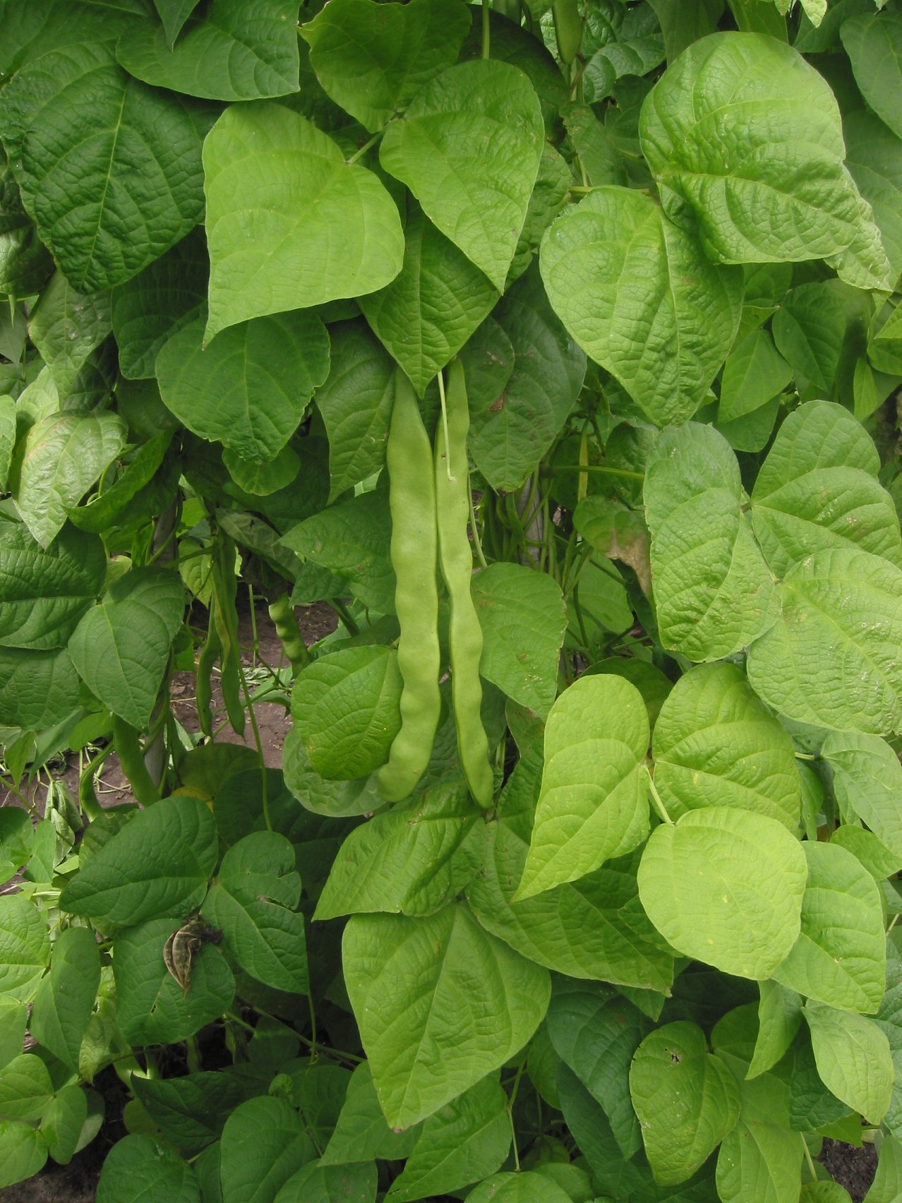 Kidney bean: Phaseolus vulgaris