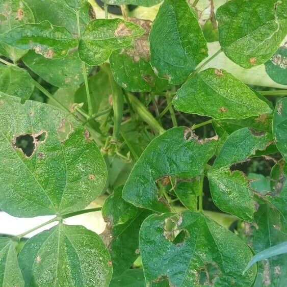 Kidney bean (Phaseolus vulgaris)