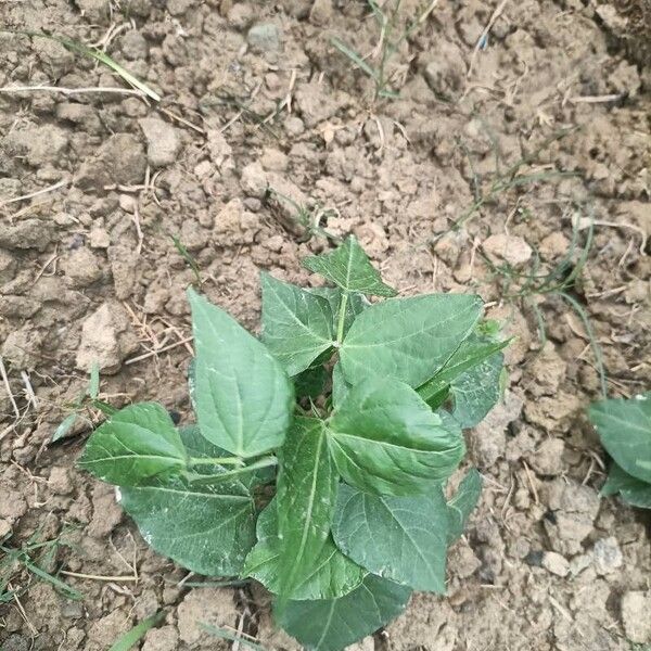 Kidney bean (Phaseolus vulgaris)