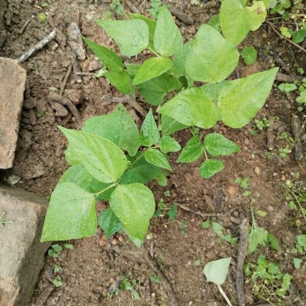 Kidney bean (Phaseolus vulgaris)