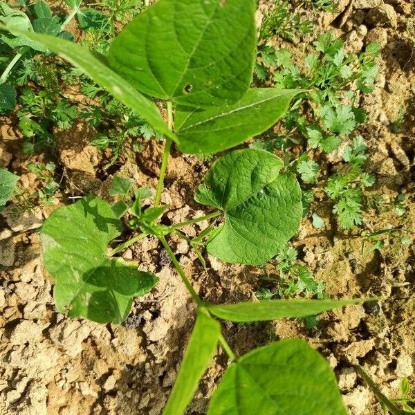 Kidney bean (Phaseolus vulgaris)