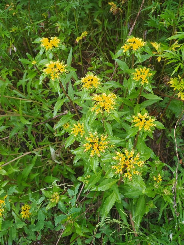 Orpin aizoon (Phedimus aizoon)