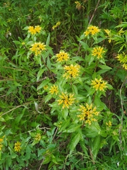 Orpin aizoon (Phedimus aizoon)