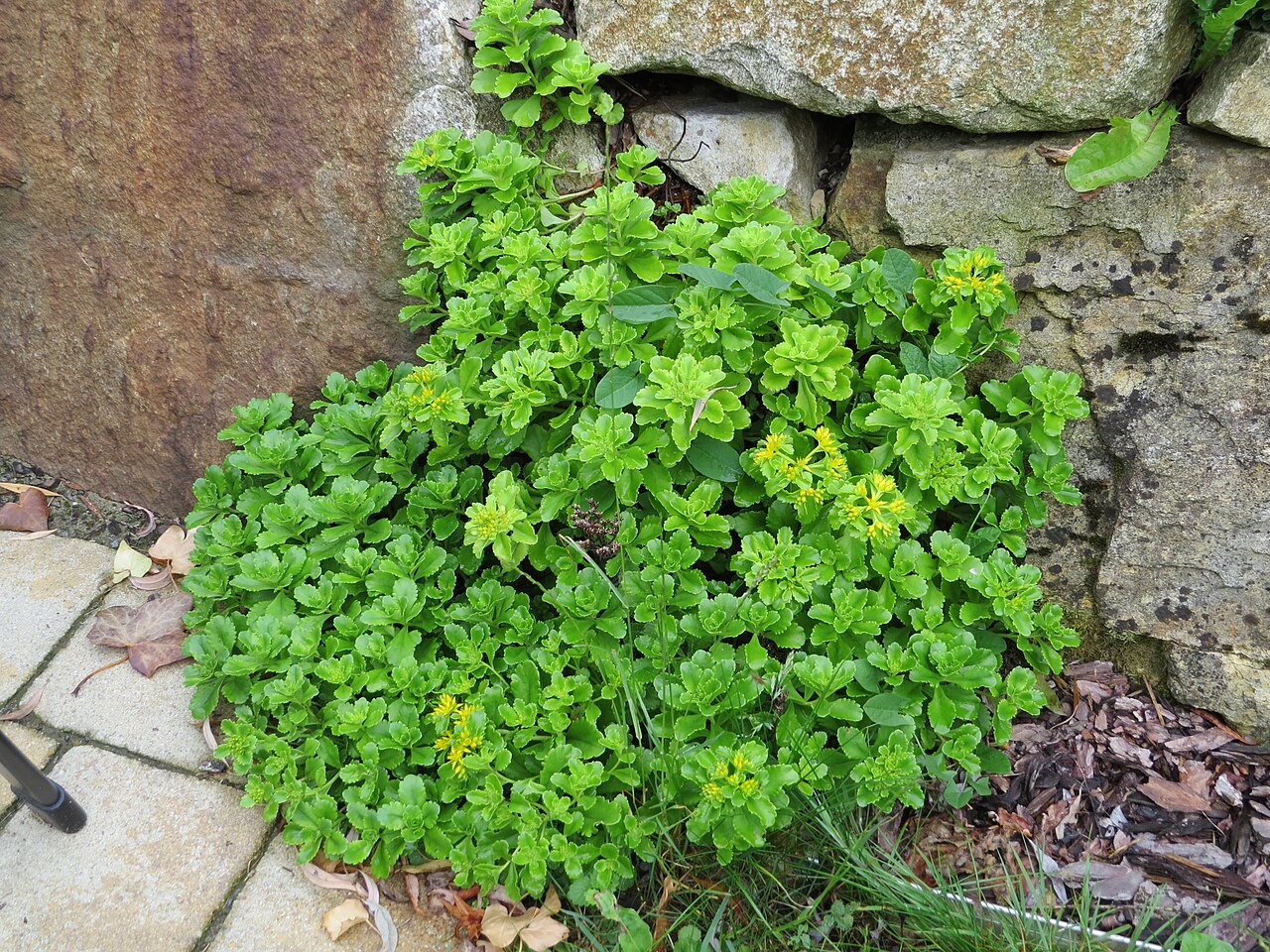 Orpin aizoon: Phedimus aizoon (aizoon stonecrop) at Bichlhäusl, Tiefgrabenrotte, Frankenfels, Austria