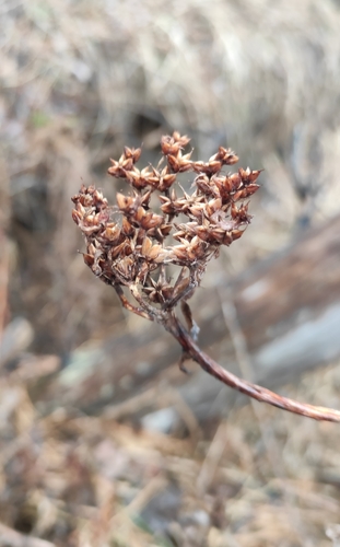 Orpin aizoon (Phedimus aizoon)