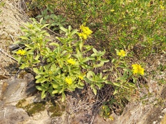 Orpin aizoon (Phedimus aizoon)