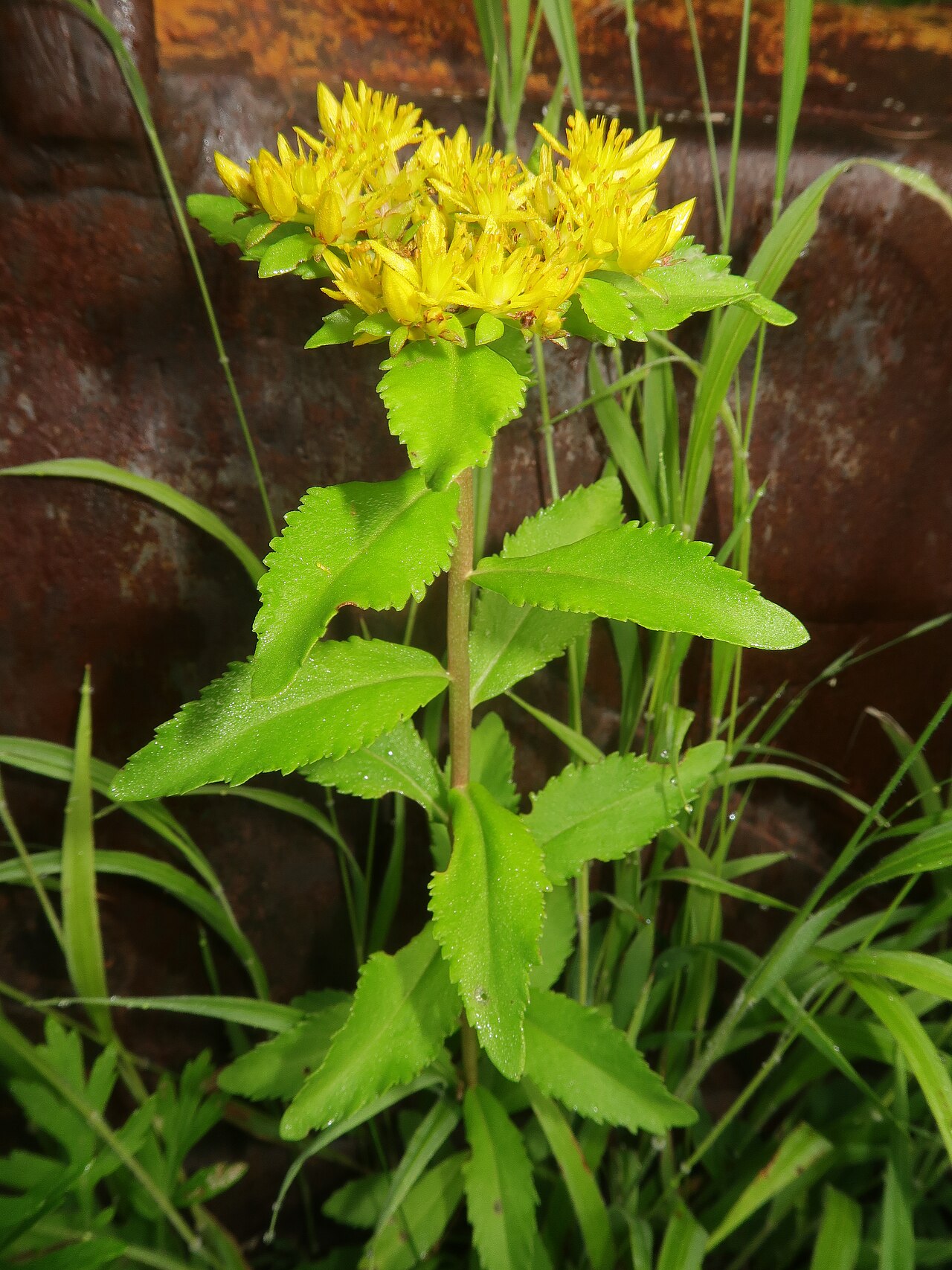 Orpin aizoon: Phedimus aizoon , Mount Yatsugatake, Nagano pref., Japan
