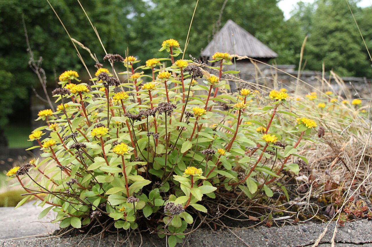 Orpin aizoon: Phedimus aizoon at the Hovedøya Monastery, Oslo
