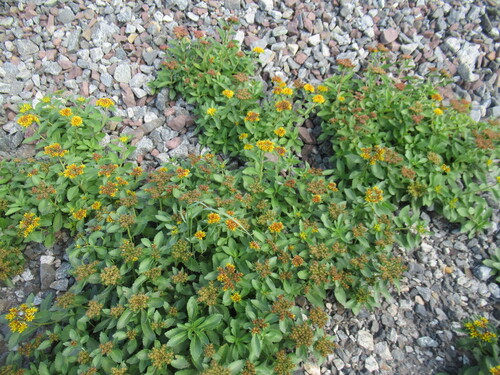 Orpin aizoon (Phedimus aizoon)