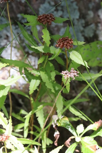 Orpin aizoon (Phedimus aizoon)