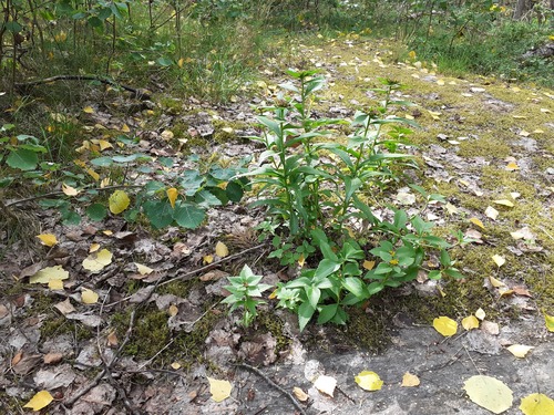 Orpin aizoon (Phedimus aizoon)