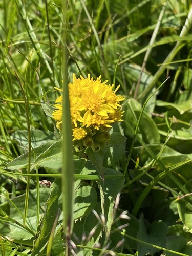 Orpin aizoon (Phedimus aizoon)