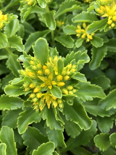 Phedimus ellacombeanus (Phedimus ellacombeanus)