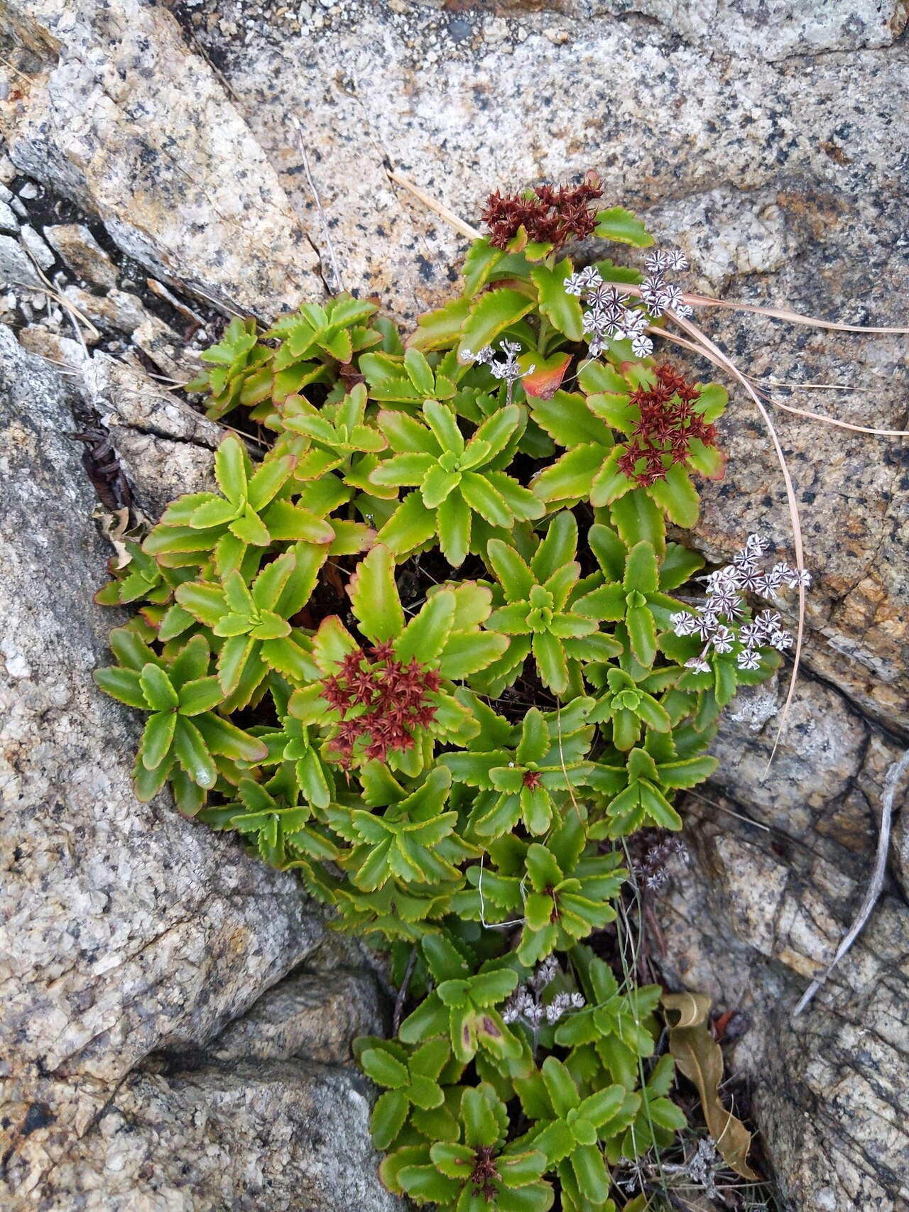 Phedimus ellacombeanus: Yellow stonecrop ( Phedimus ellacombeanus ) in the United States