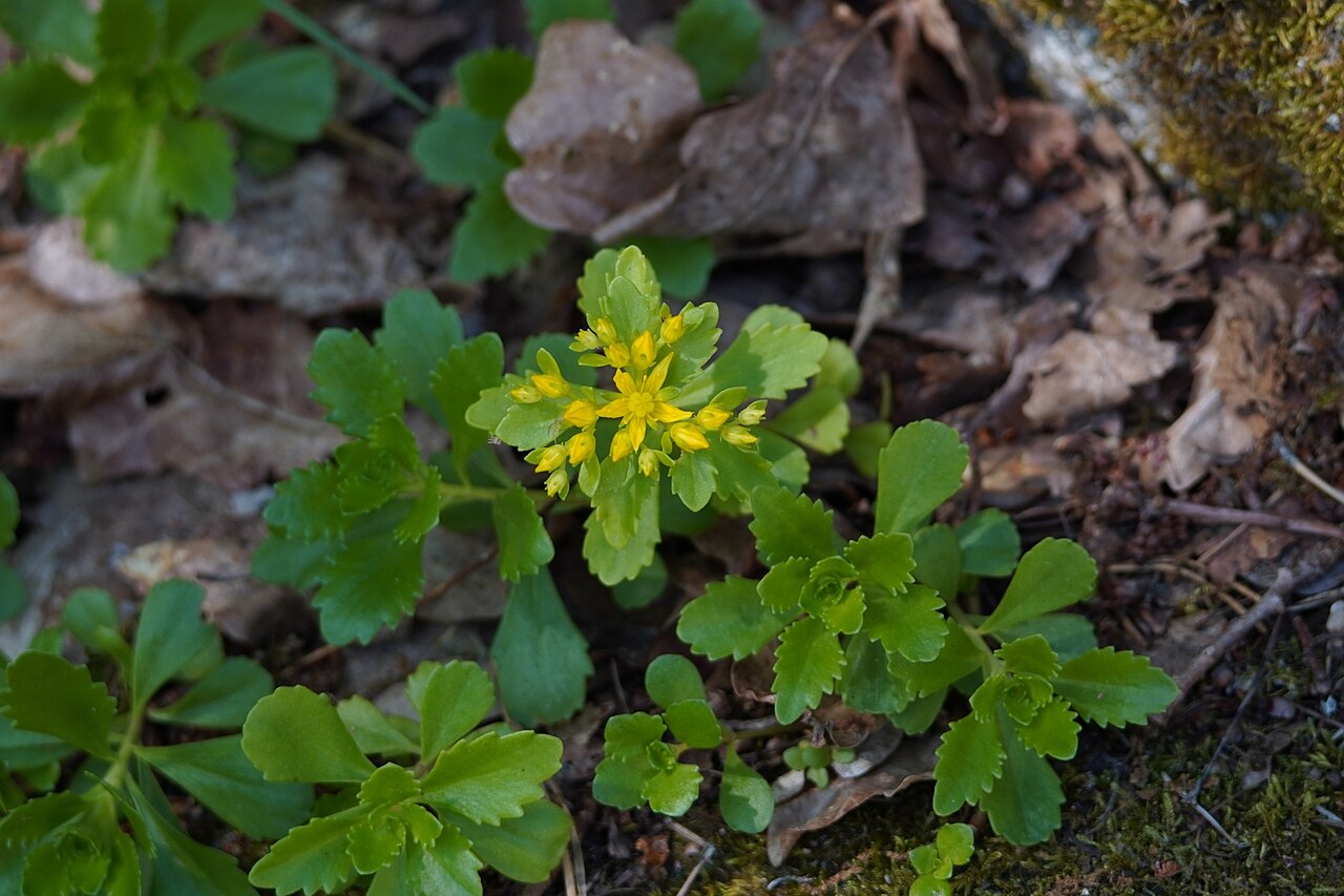 Phedimus ellacombeanus: Phedimus ellacombianus