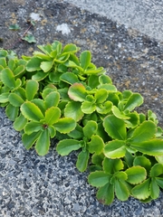 Phedimus ellacombeanus (Phedimus ellacombeanus)